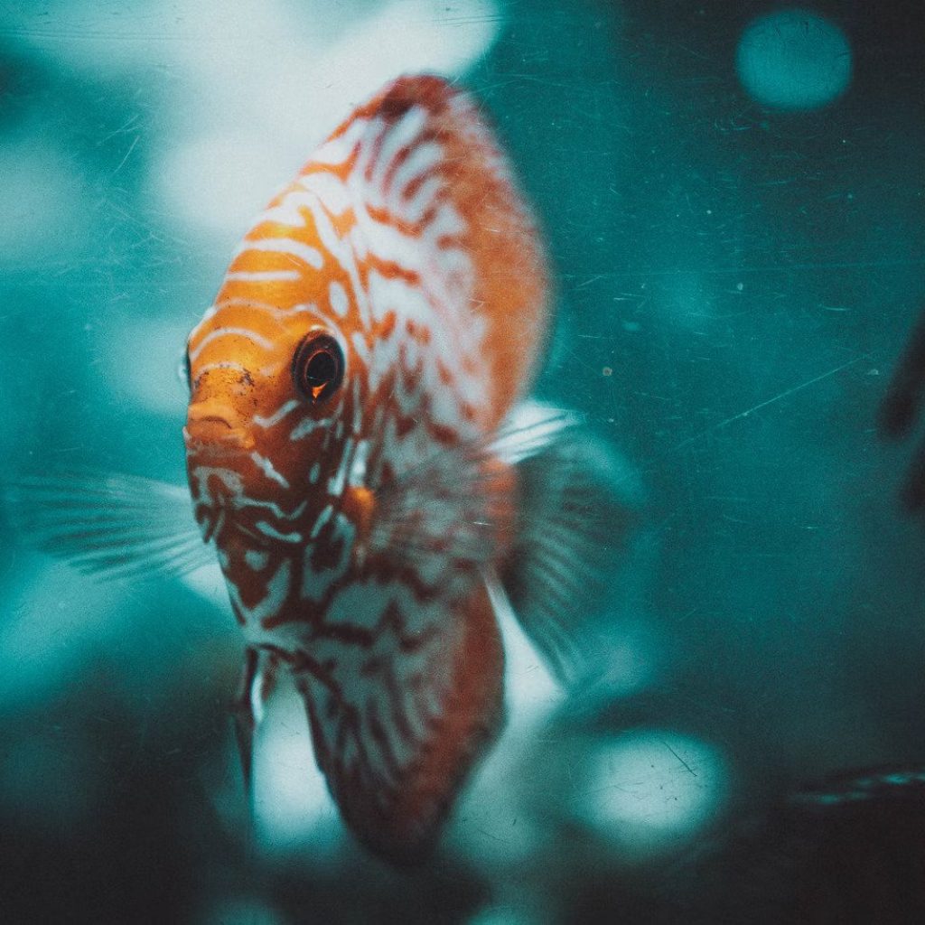 Dubai Aquarium and Underwater zoo