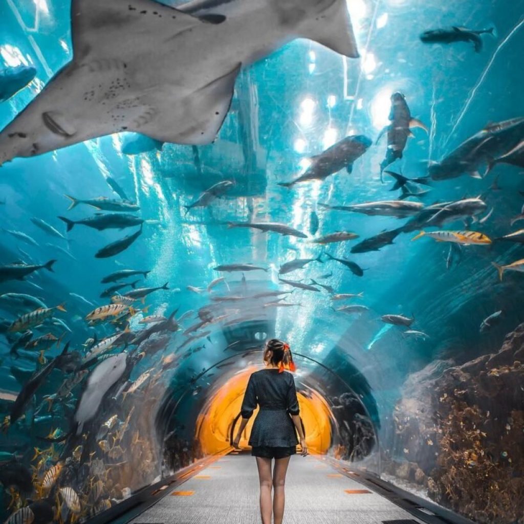 Combo : IMG Worlds + Aquaventure Tours