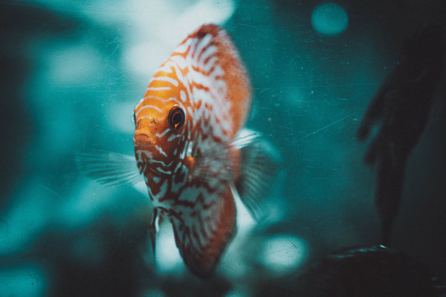 Dubai Aquarium and Underwater zoo