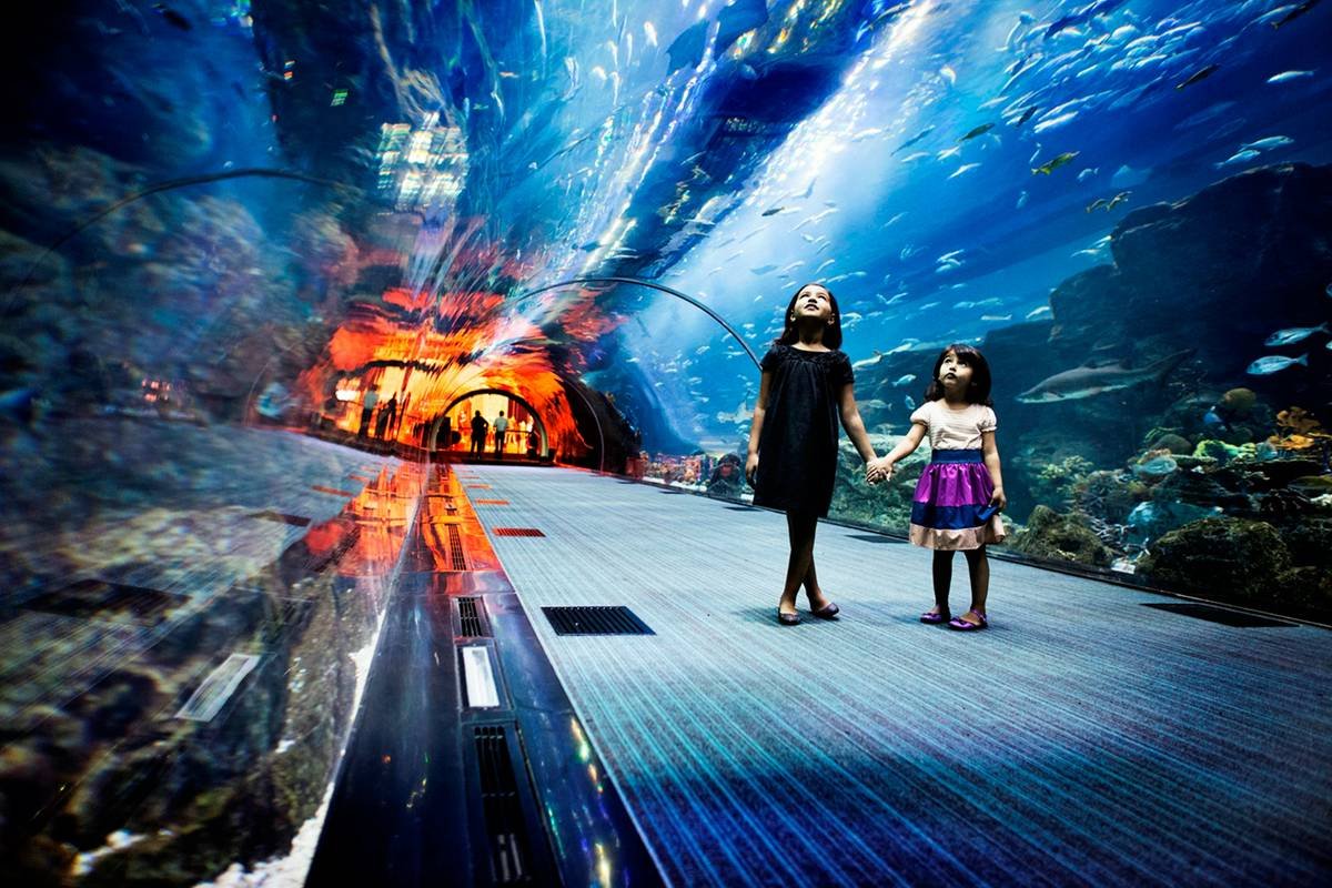 Combo: Dubai Aquarium + Green Planet + Dubai Frame Tickets