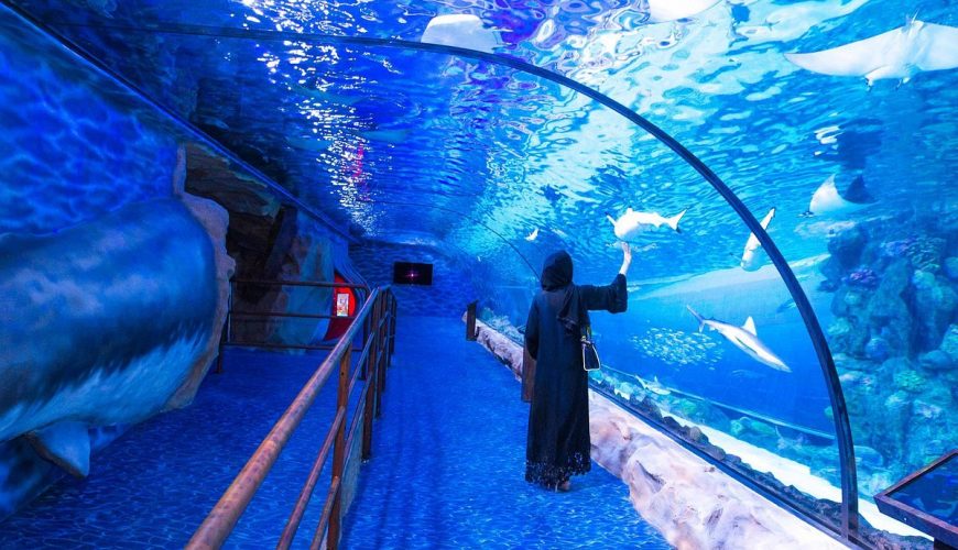 Combo : Museum Of The Future + Dubai Aquarium & Underwater Zoo Tickets