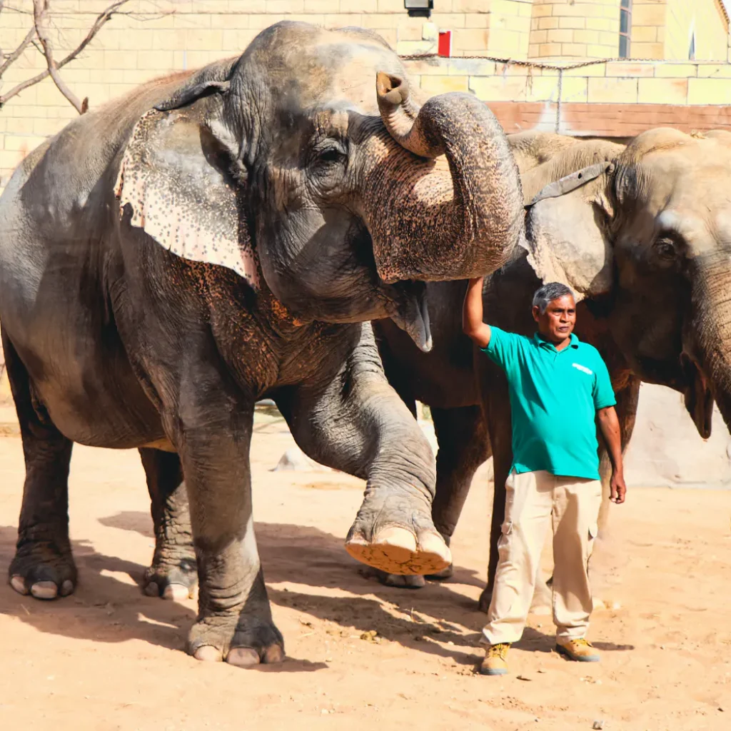Emirates Park Zoo Tickets