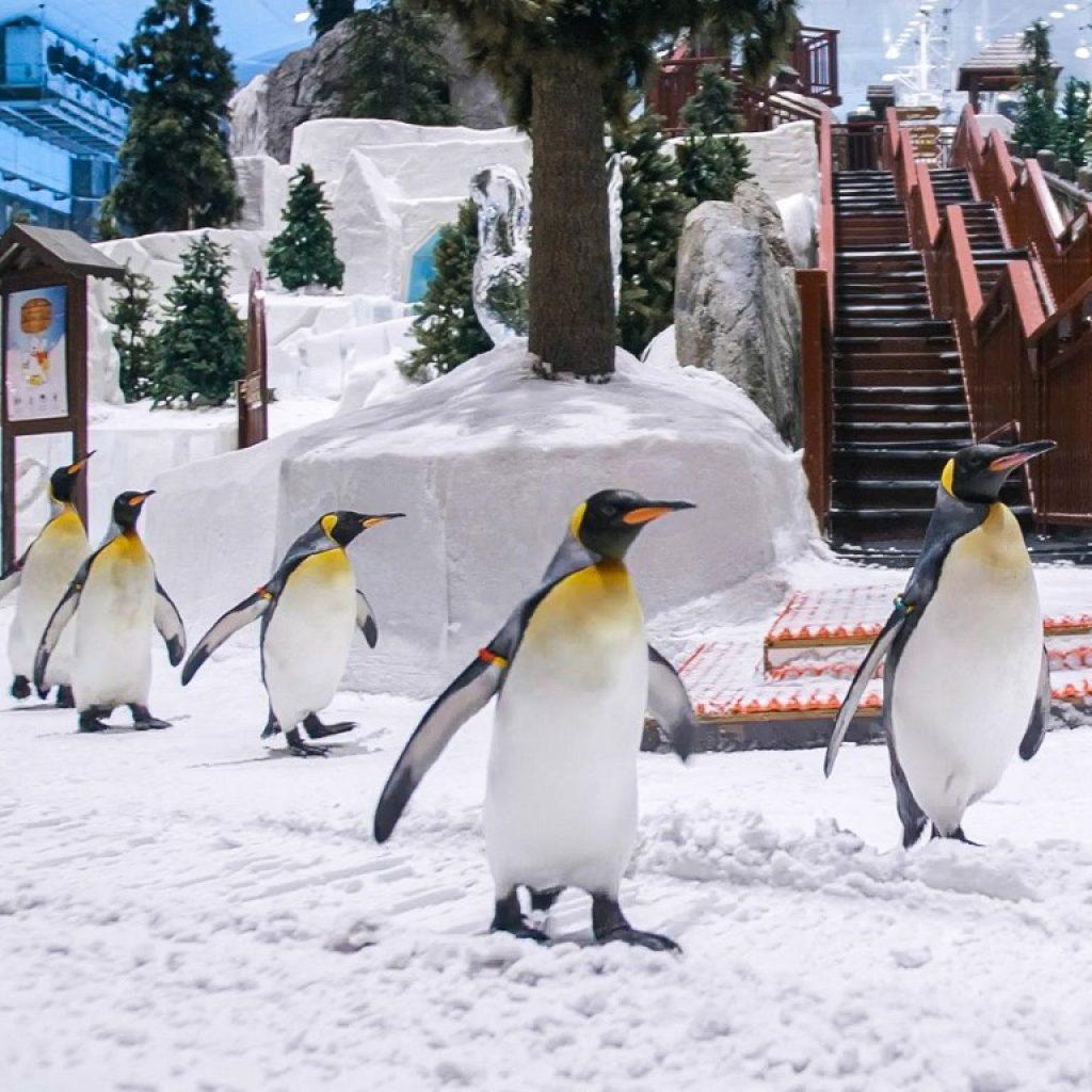 Ski Dubai Tickets