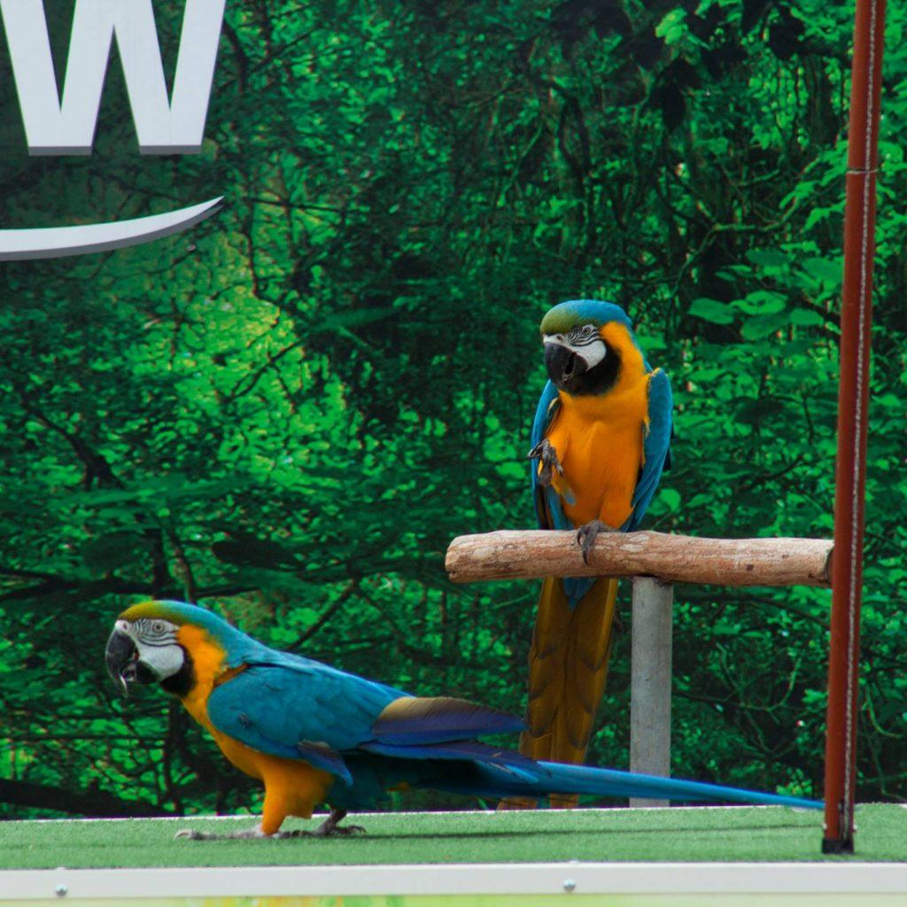 Dubai Dolphinarium Tickets: Creek Park Exotic Bird Show