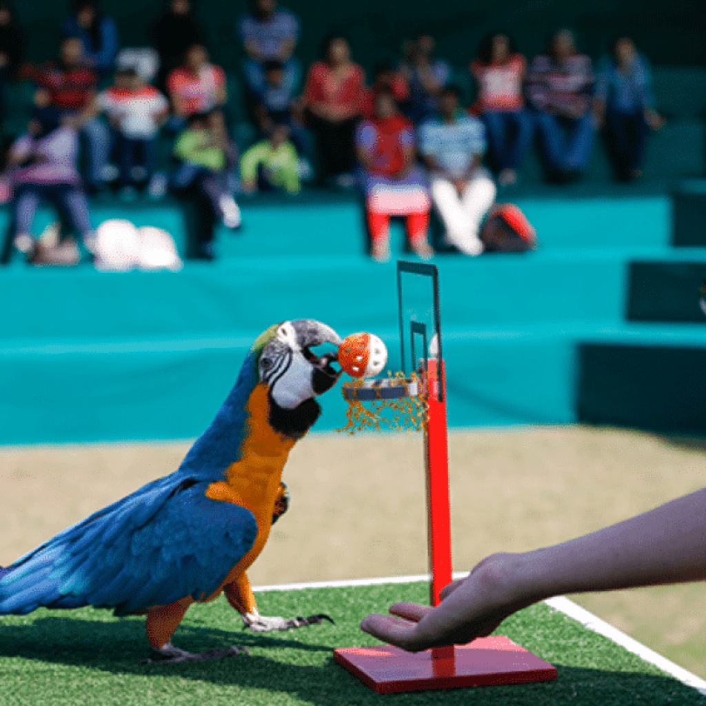 Dubai Dolphinarium Tickets: Creek Park Exotic Bird Show