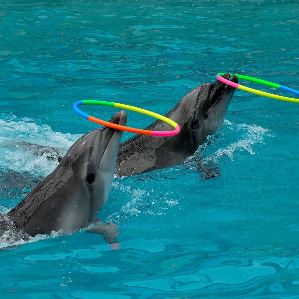 Dubai Dolphinarium