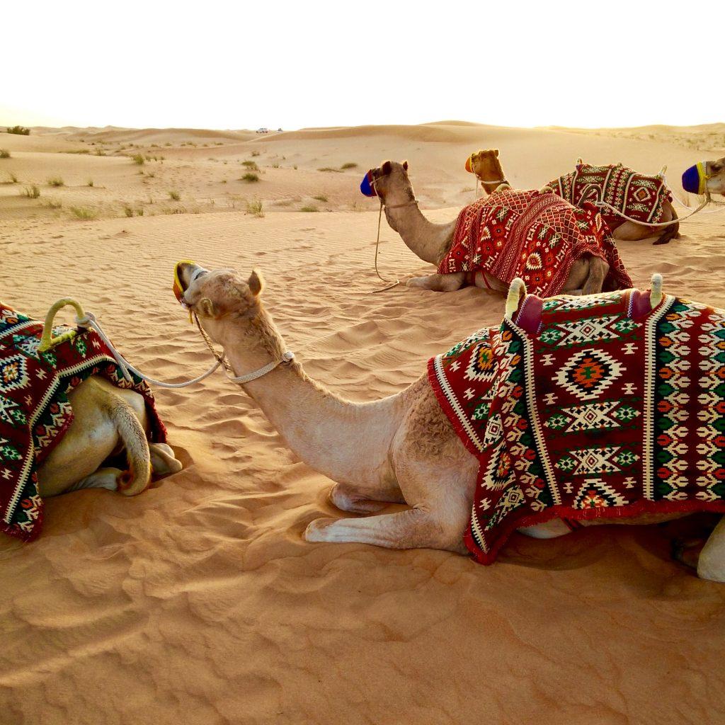 VIP Desert Safari by Adventure Desert Tourism