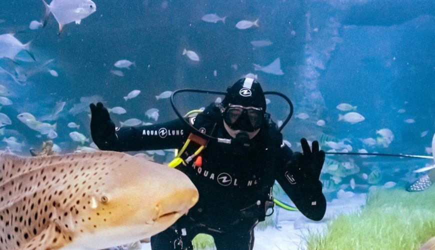 The National Aquarium Abu Dhabi