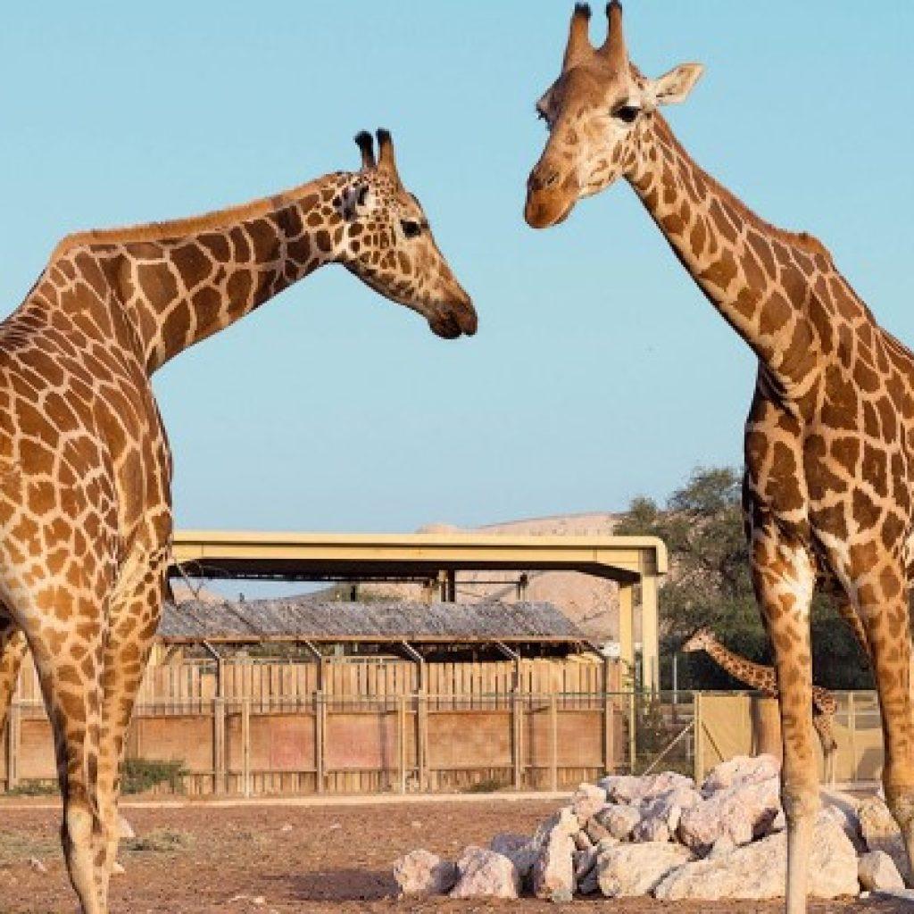 Al Ain Zoo