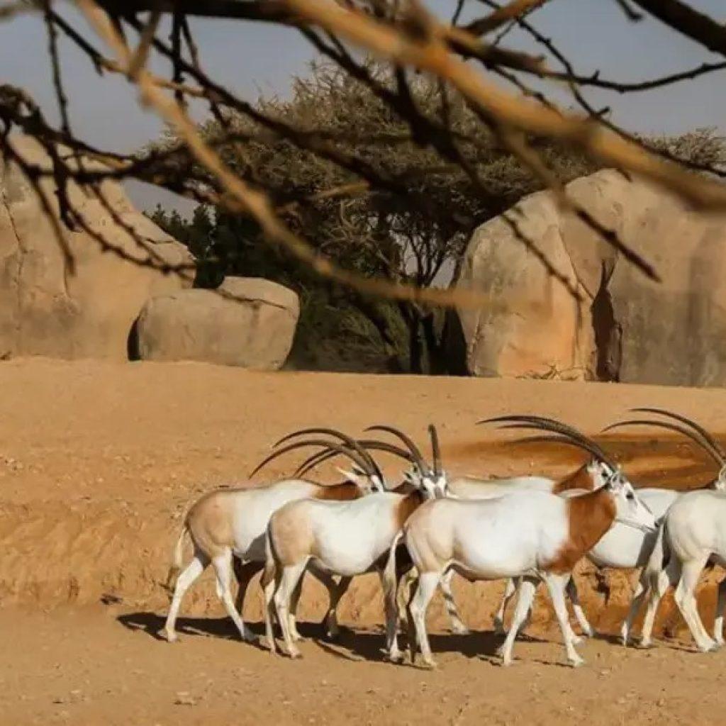 Al Ain Zoo