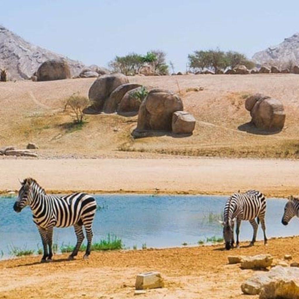 Al Ain Zoo