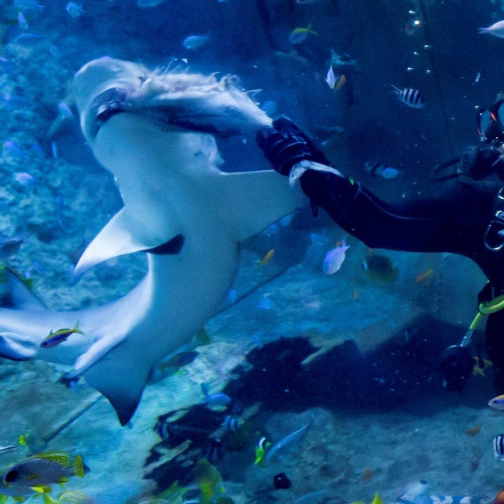 The National Aquarium Abu Dhabi