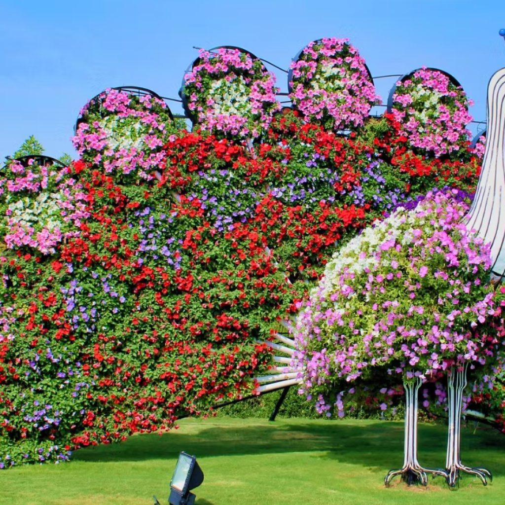 Dubai Miracle Garden Ticket
